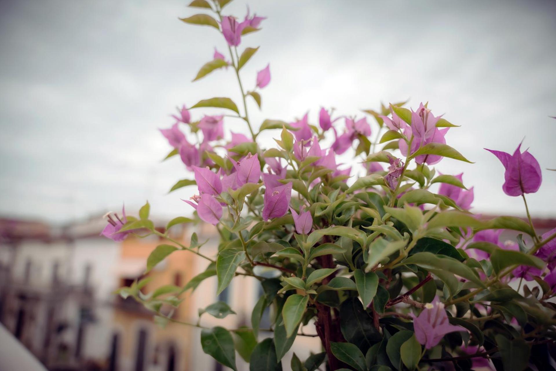 La Terrazza Dei Gemelli - Casa Vacanze Venosa Kültér fotó